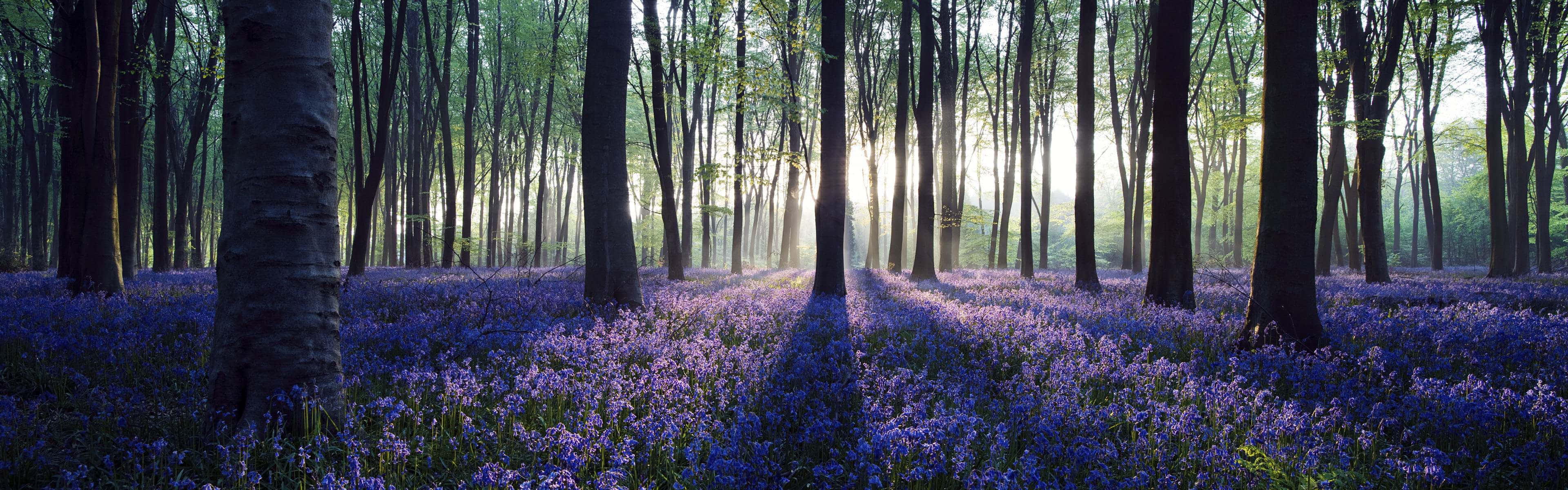 Bluebells In The Forest As A Panoramic Desktop Wallpaper