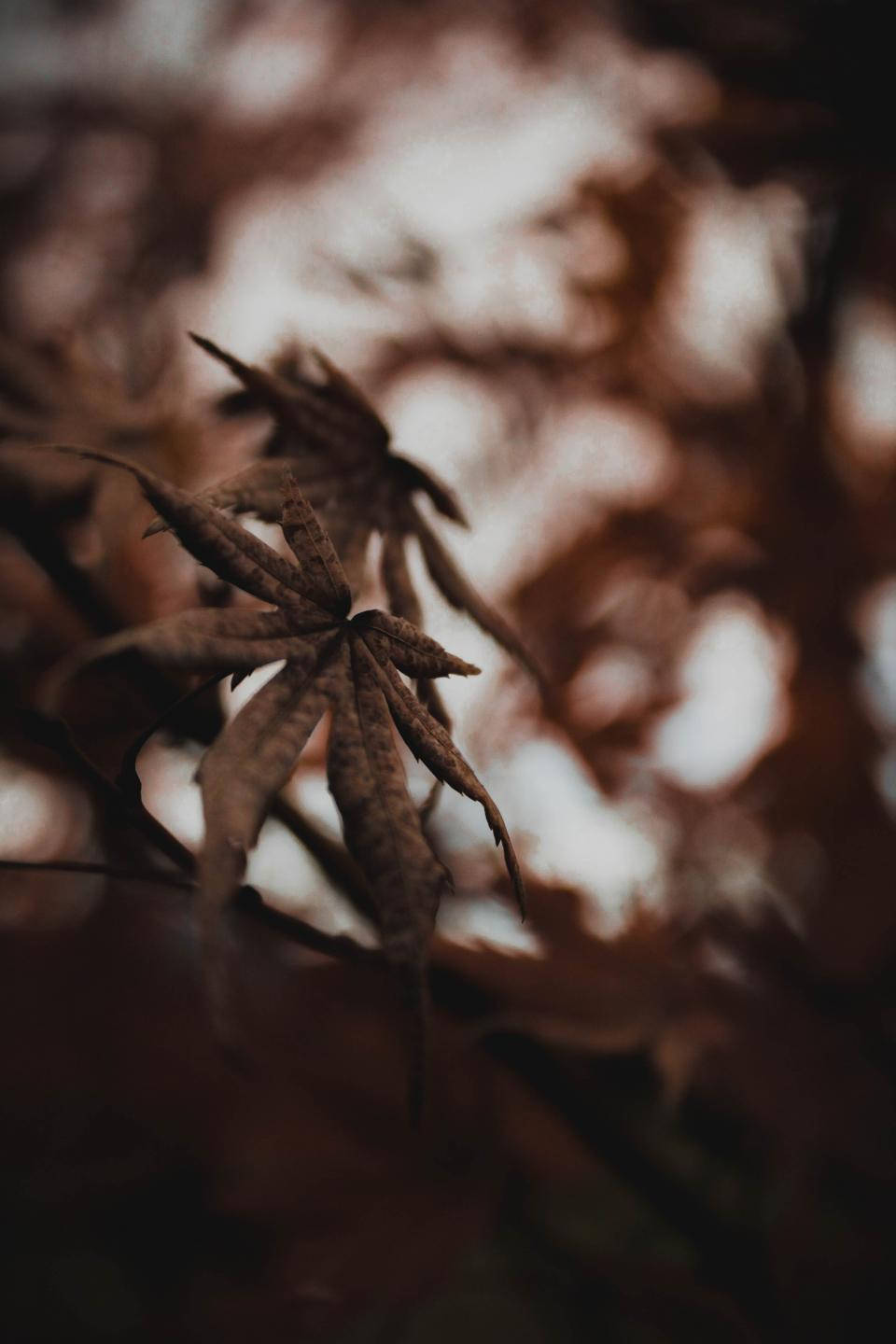 Blurred Cannabis Nature Photo Wallpaper