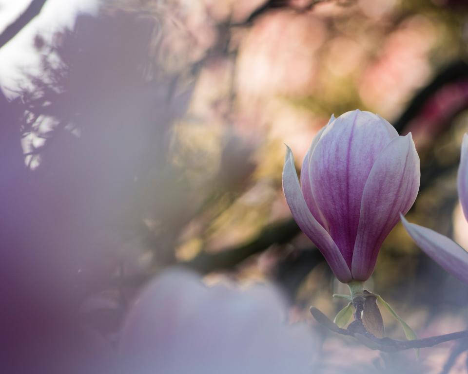 Blurred Magnolia In Nature Wallpaper