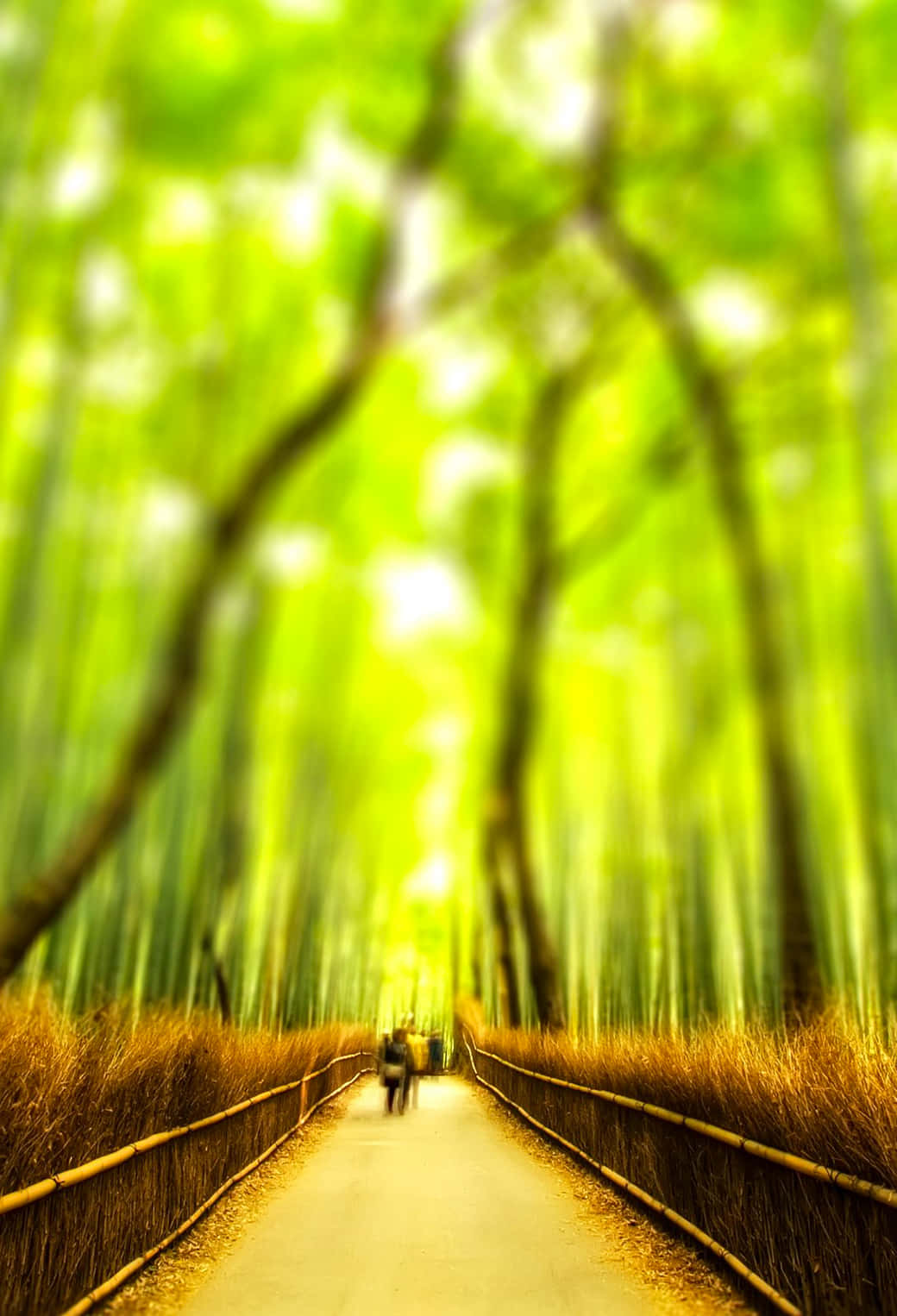 Blurry Bamboo Forest Pathway Wallpaper