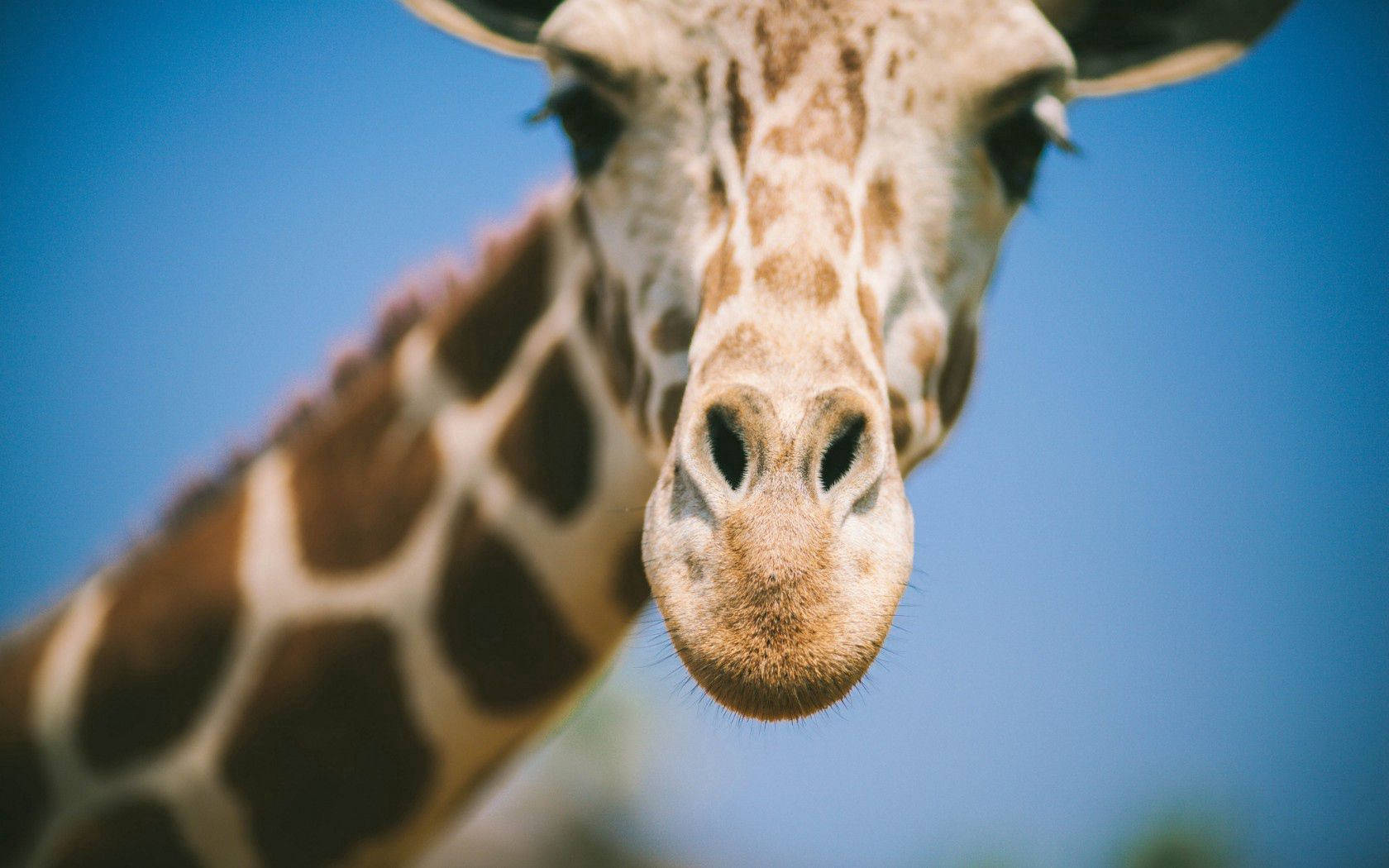 Blurry Giraffe's Face Wallpaper