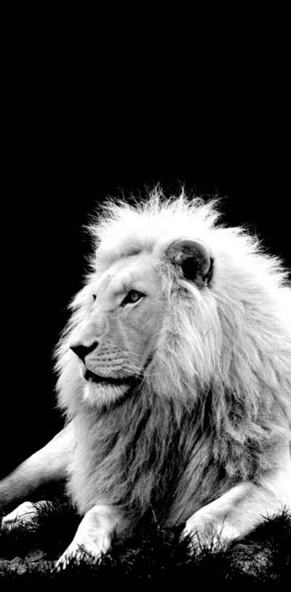 Bnw Lion Iphone Wallpaper