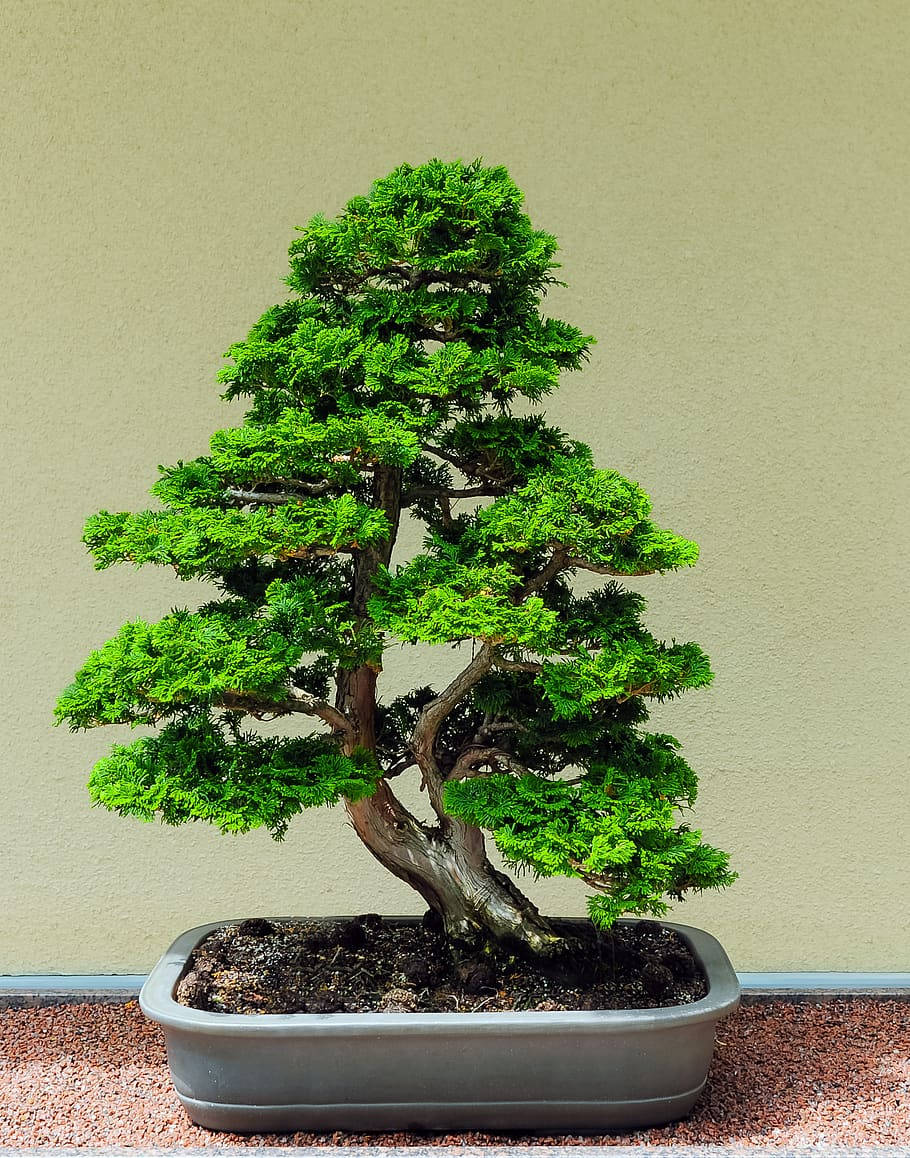 Bonsai Tree Chokan Tiny Plant Photography Wallpaper