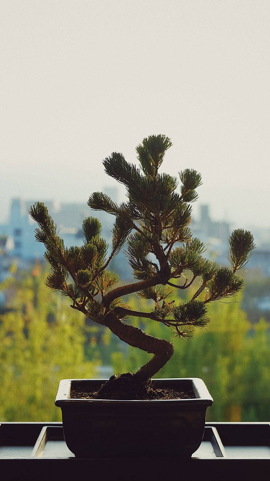 Bonsai Tree Informal Upright Plant Photography Wallpaper