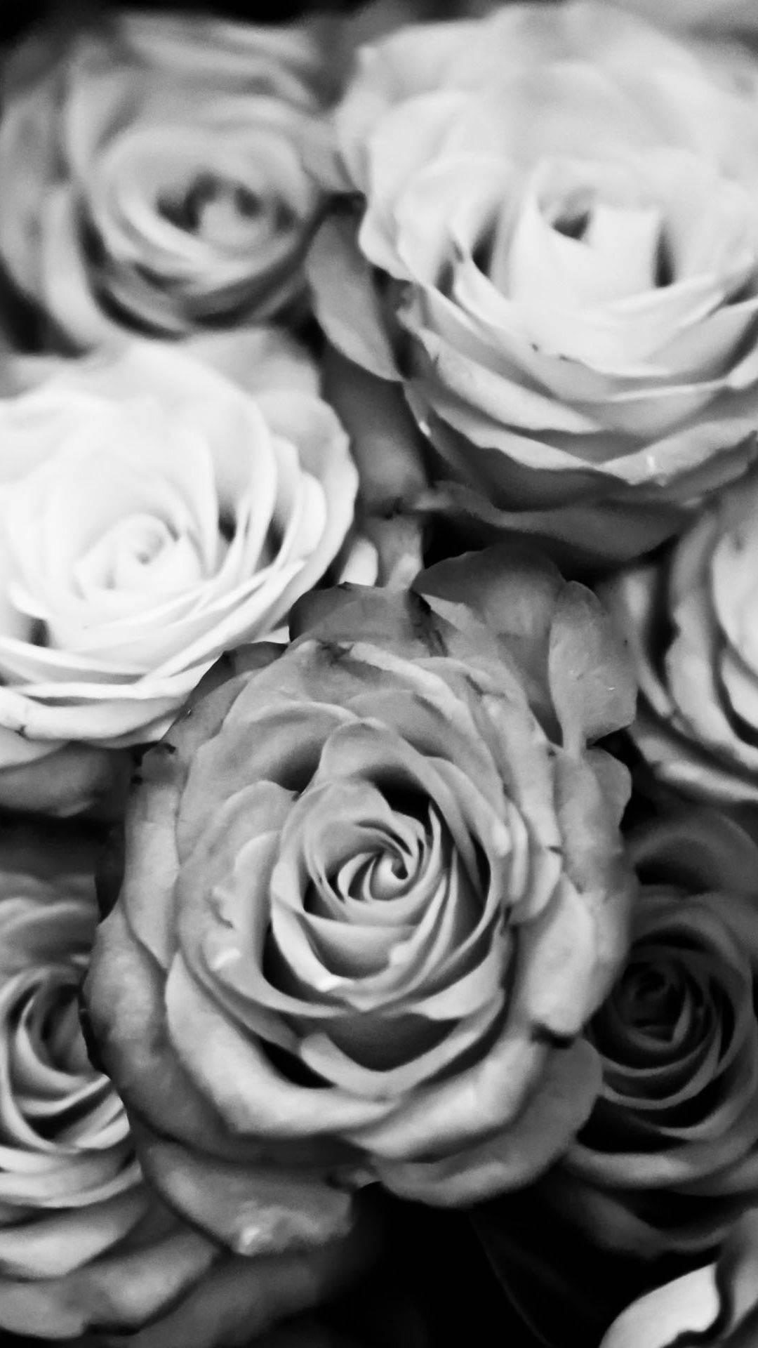 Bouquet Of Black Rose Iphone Wallpaper