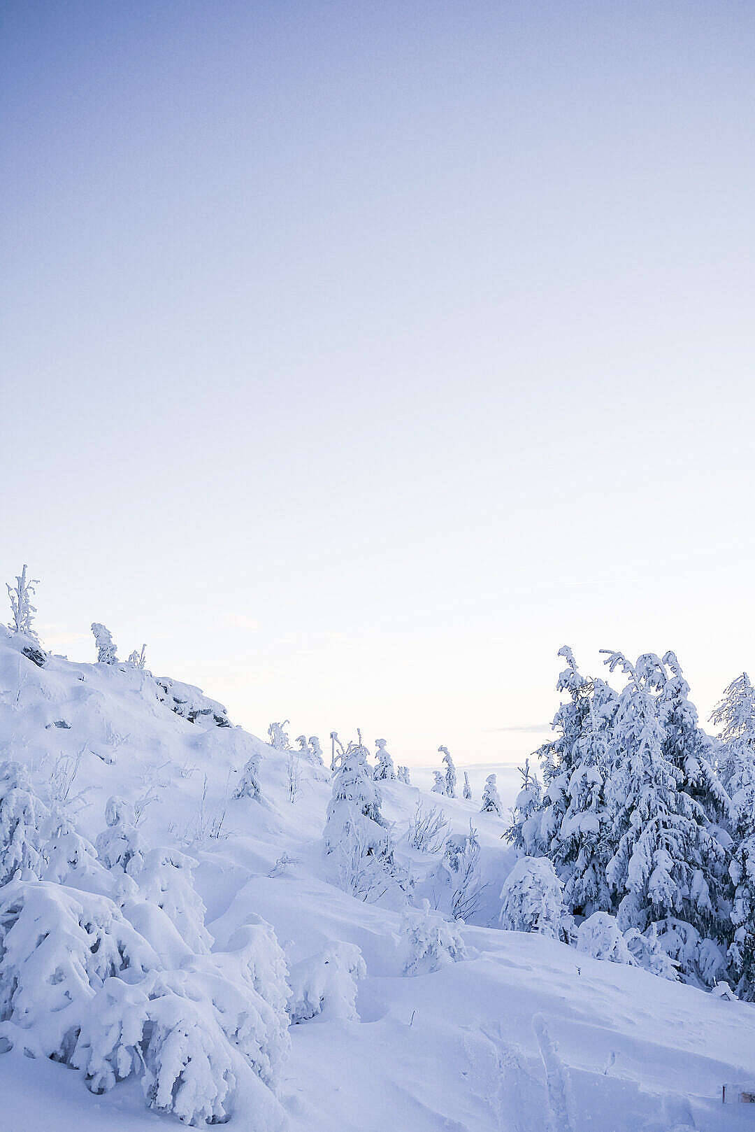 Breathtaking Winter Snow Forest Iphone Wallpaper
