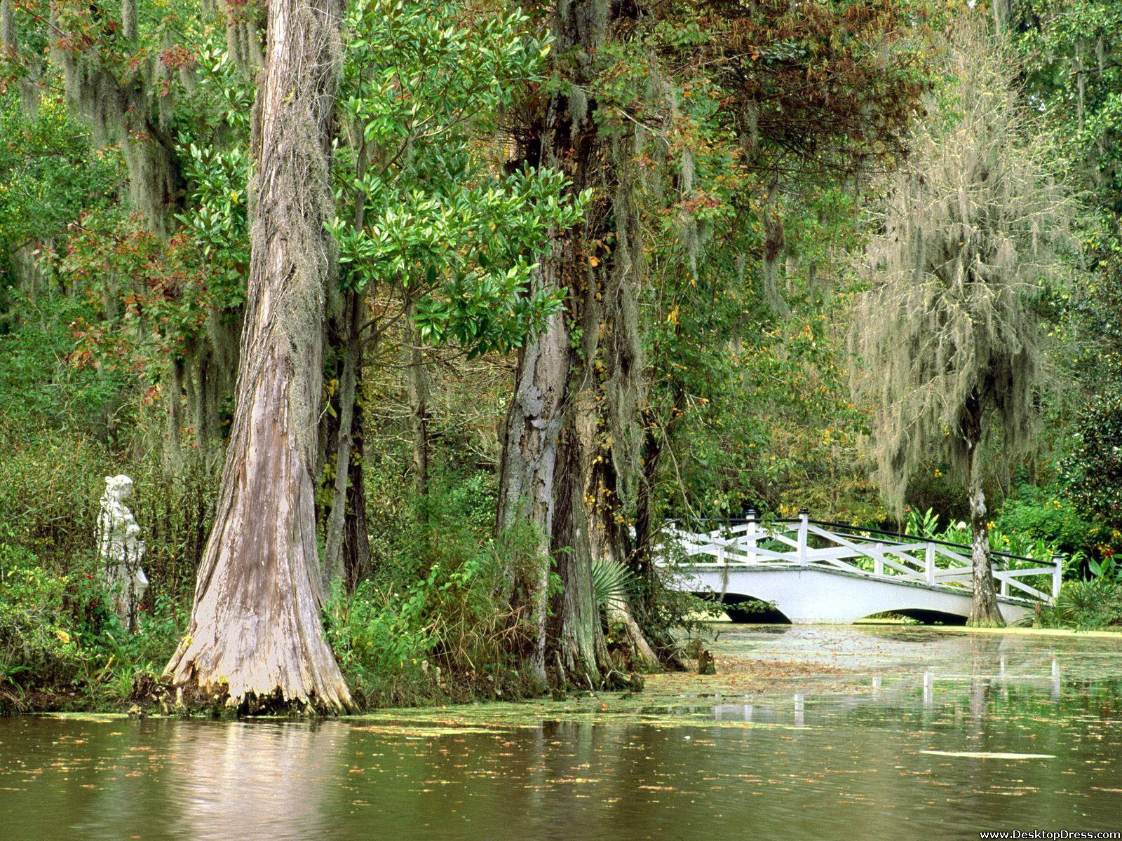 Bridge At South Carolina Plantation Wallpaper