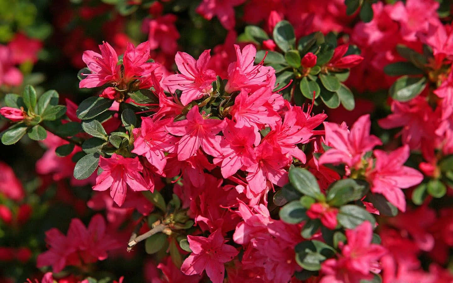 Bright Blooming Flowers Spotted On A Laptop Wallpaper