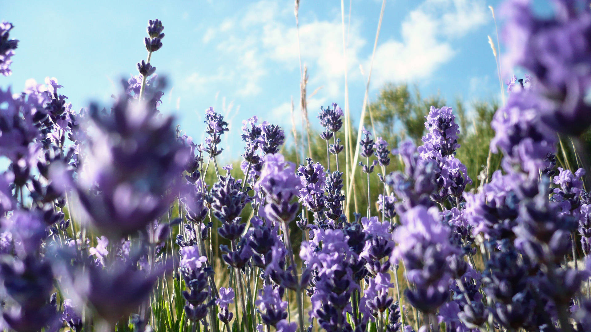 Bright Morning And Lavender Desktop Wallpaper