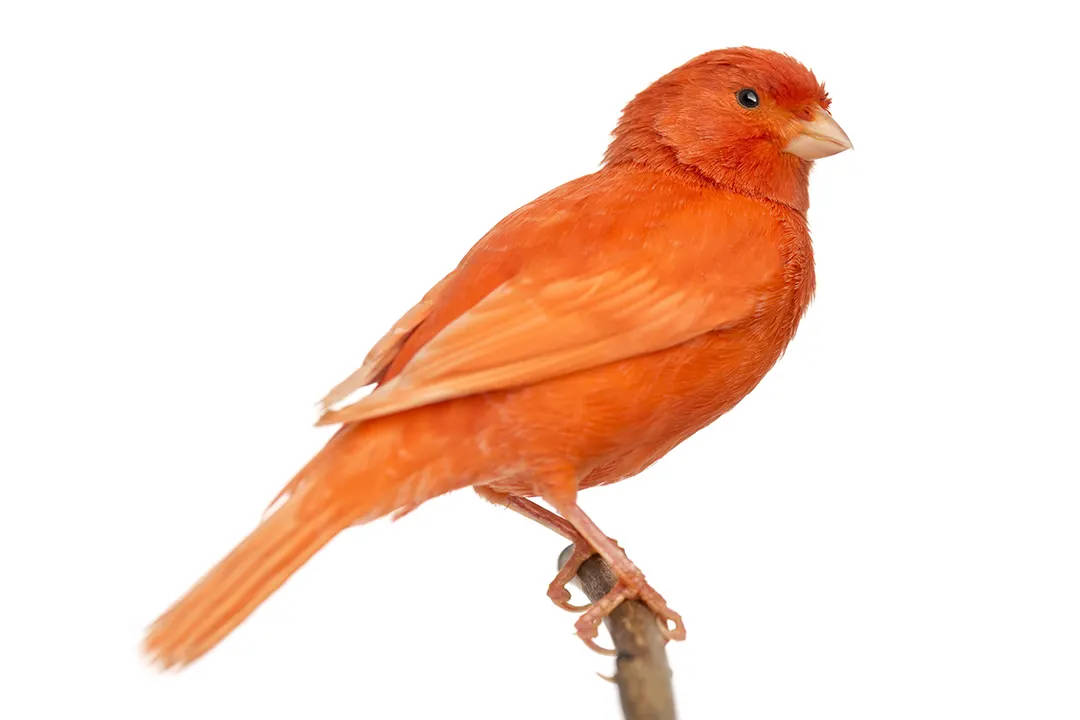 Bright Orange Canary Birf Wallpaper