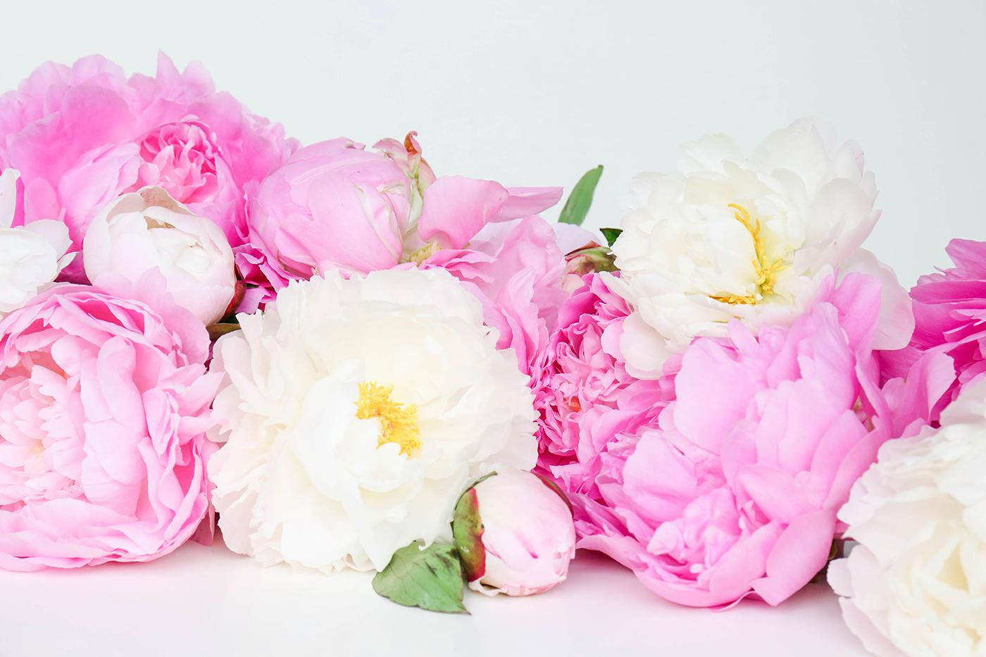 Bright Pink And White Peony Flowers Wallpaper