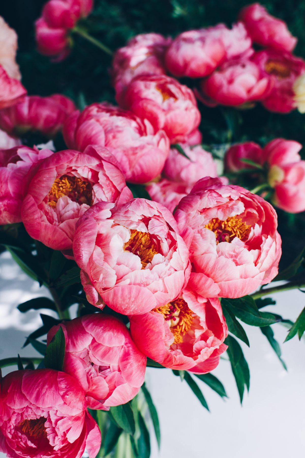 Bright Pink Peony Flowers Wallpaper