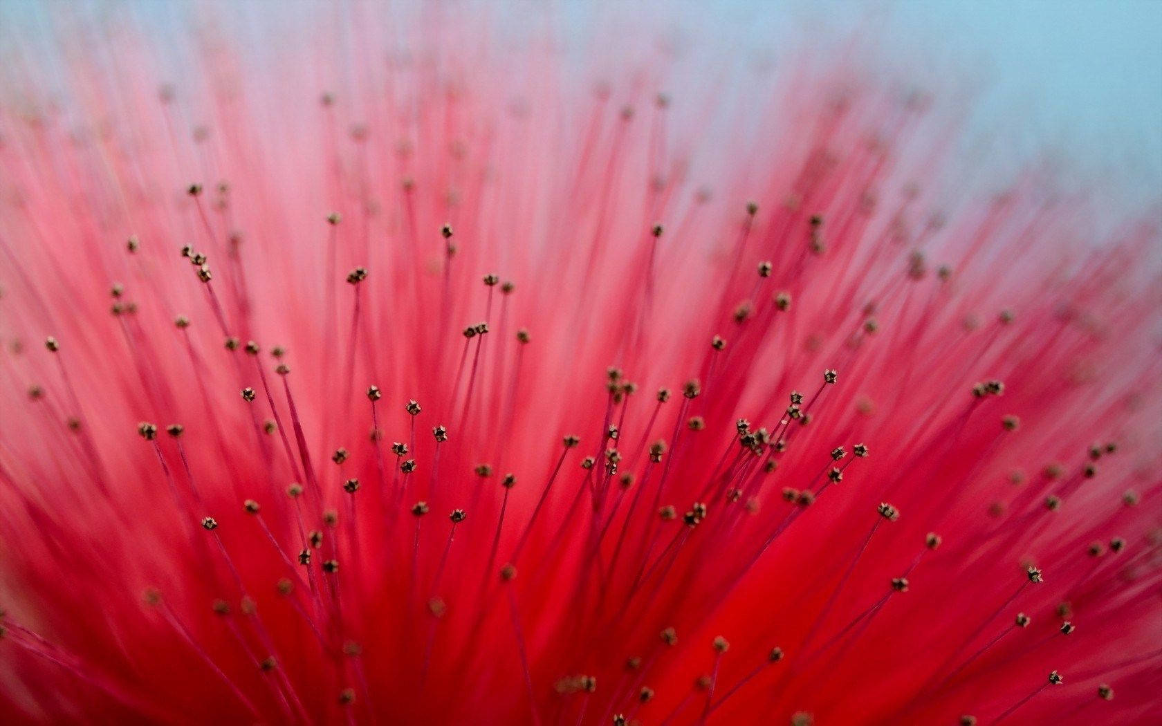 Bright Red Mimosa Flower Wallpaper