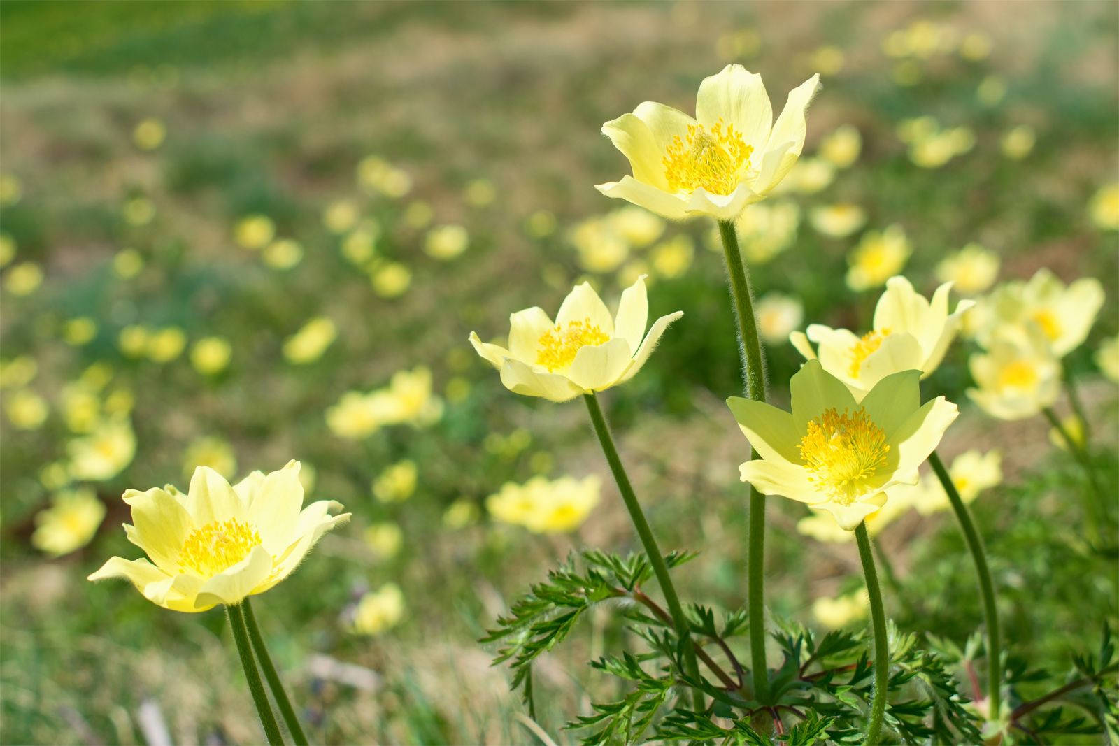 Bright Yellow Anemone Flower Wallpaper