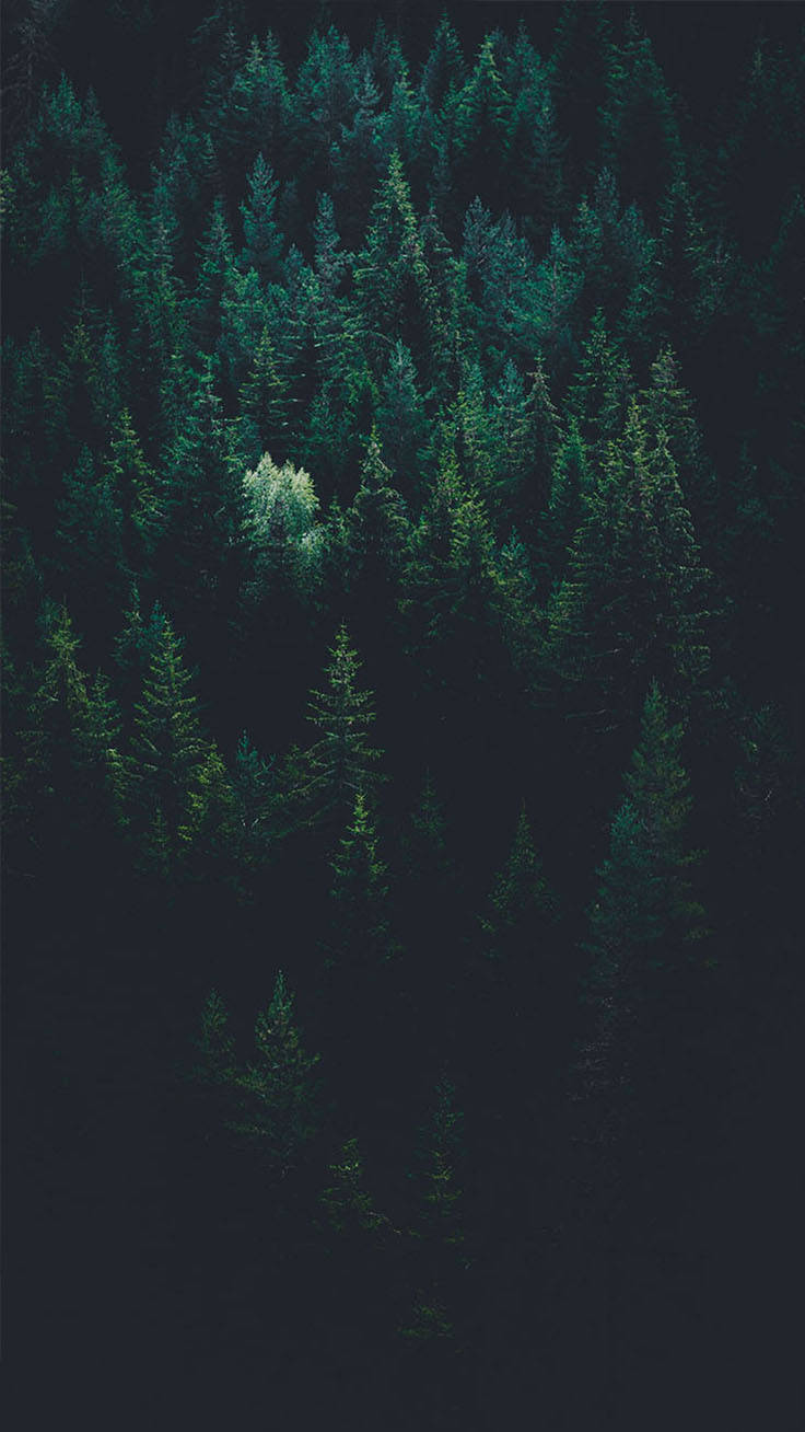 Bringing The Forest To You With 9 Free Iphone X Wallpaper. Preppy Wallpaper