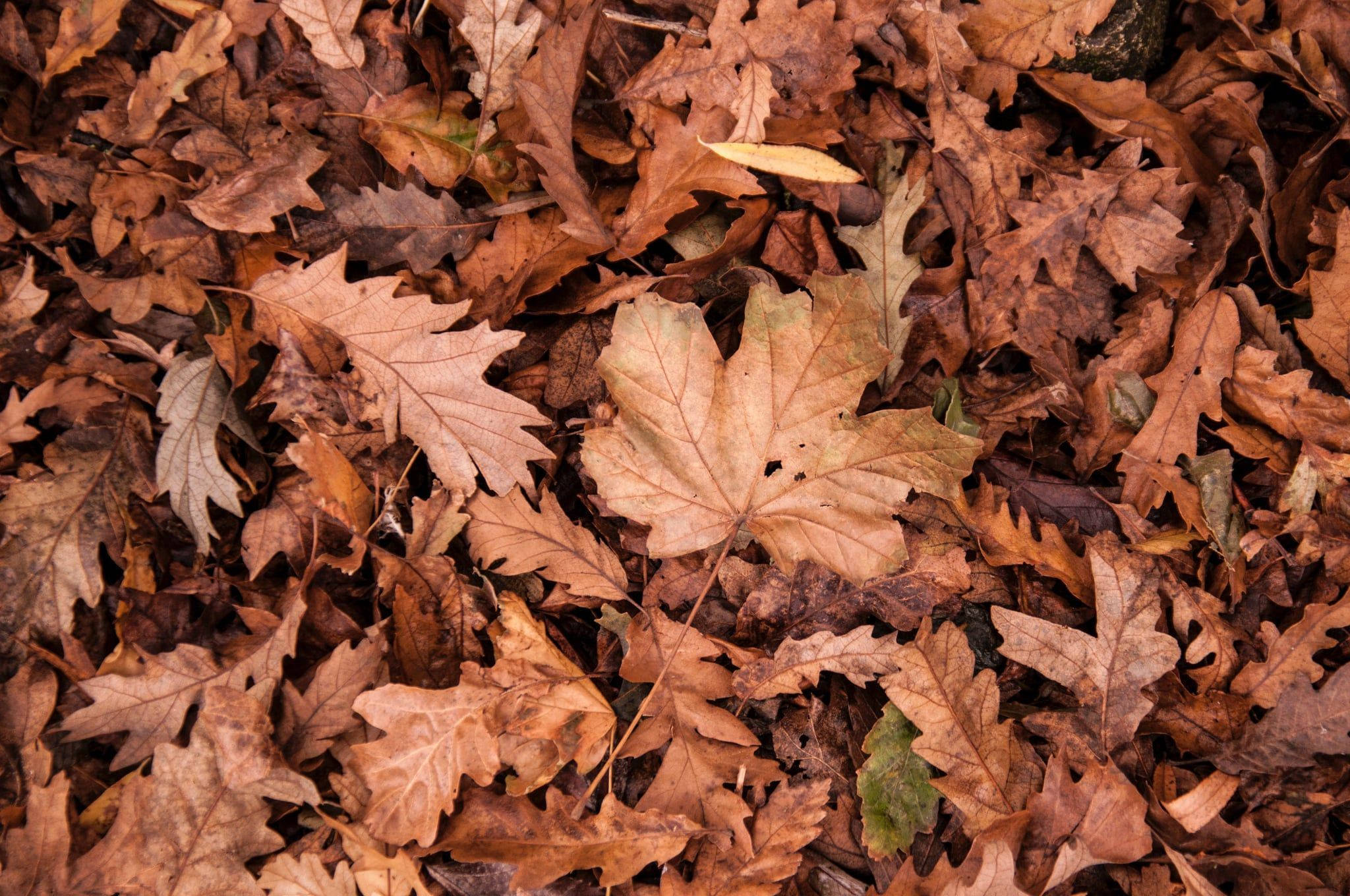 Brown Aesthetic Dry Leaves Laptop Wallpaper