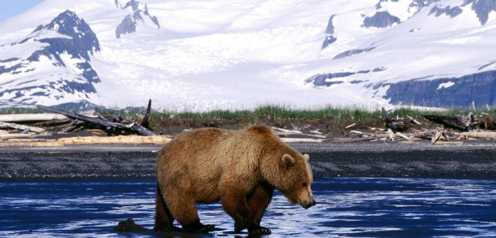 Brown Bear Lake Snowy Mountain Wallpaper