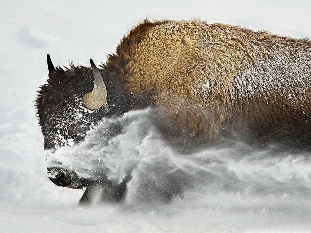 Brown Buffalo On Winter Wallpaper