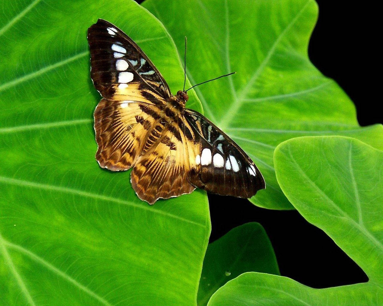 Brown Butterfly On Leaf Wallpaper