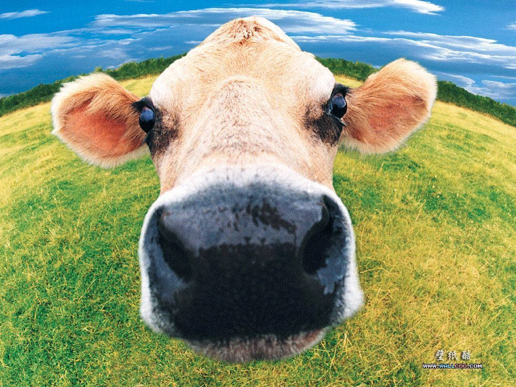 Brown Cow Black Nose Wallpaper