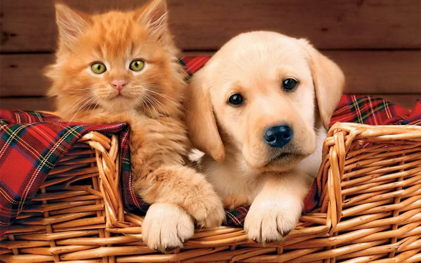 Brown Cute Puppy With Kitten Wallpaper
