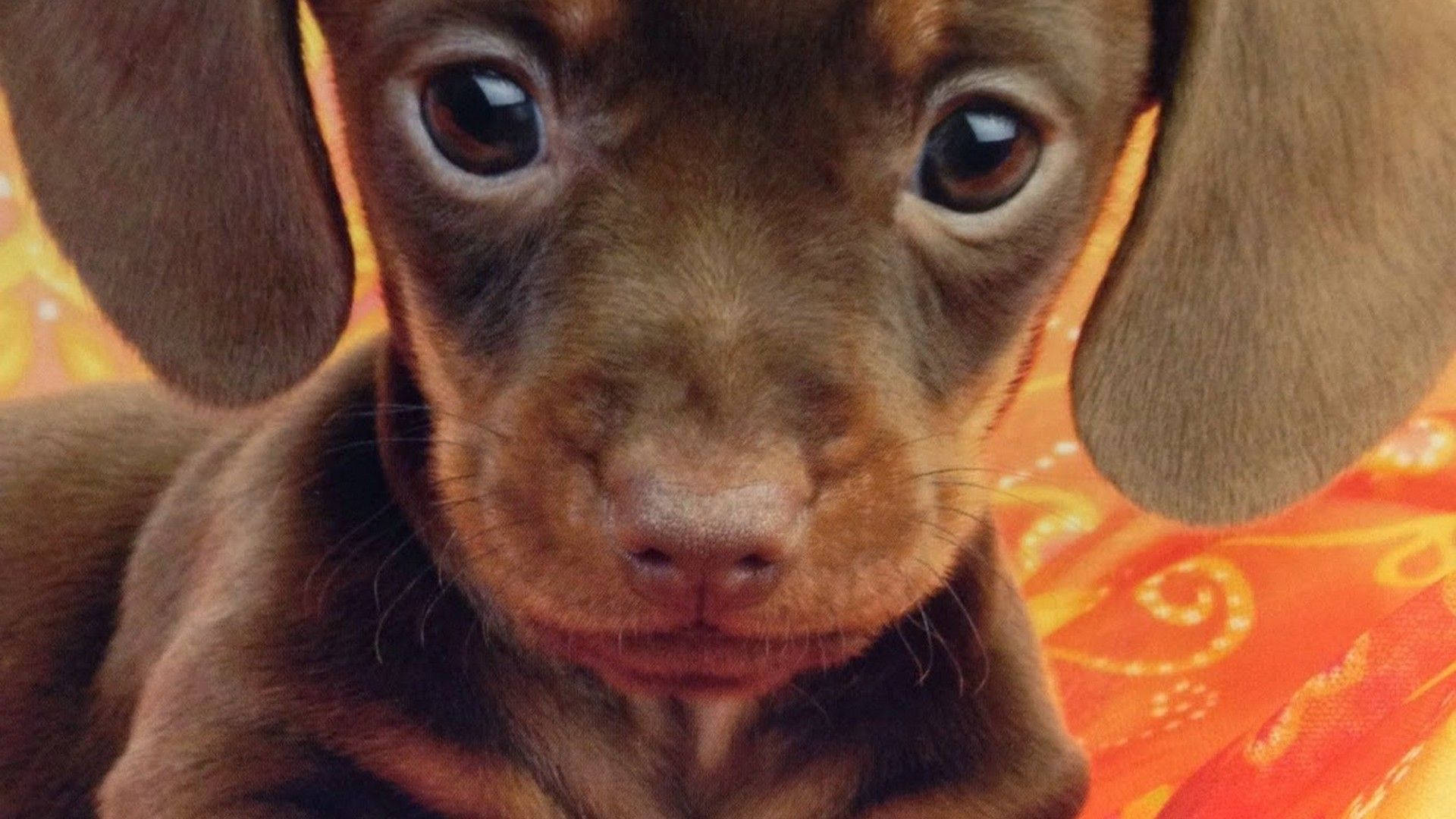 Brown Dachshund Puppy Desktop Wallpaper