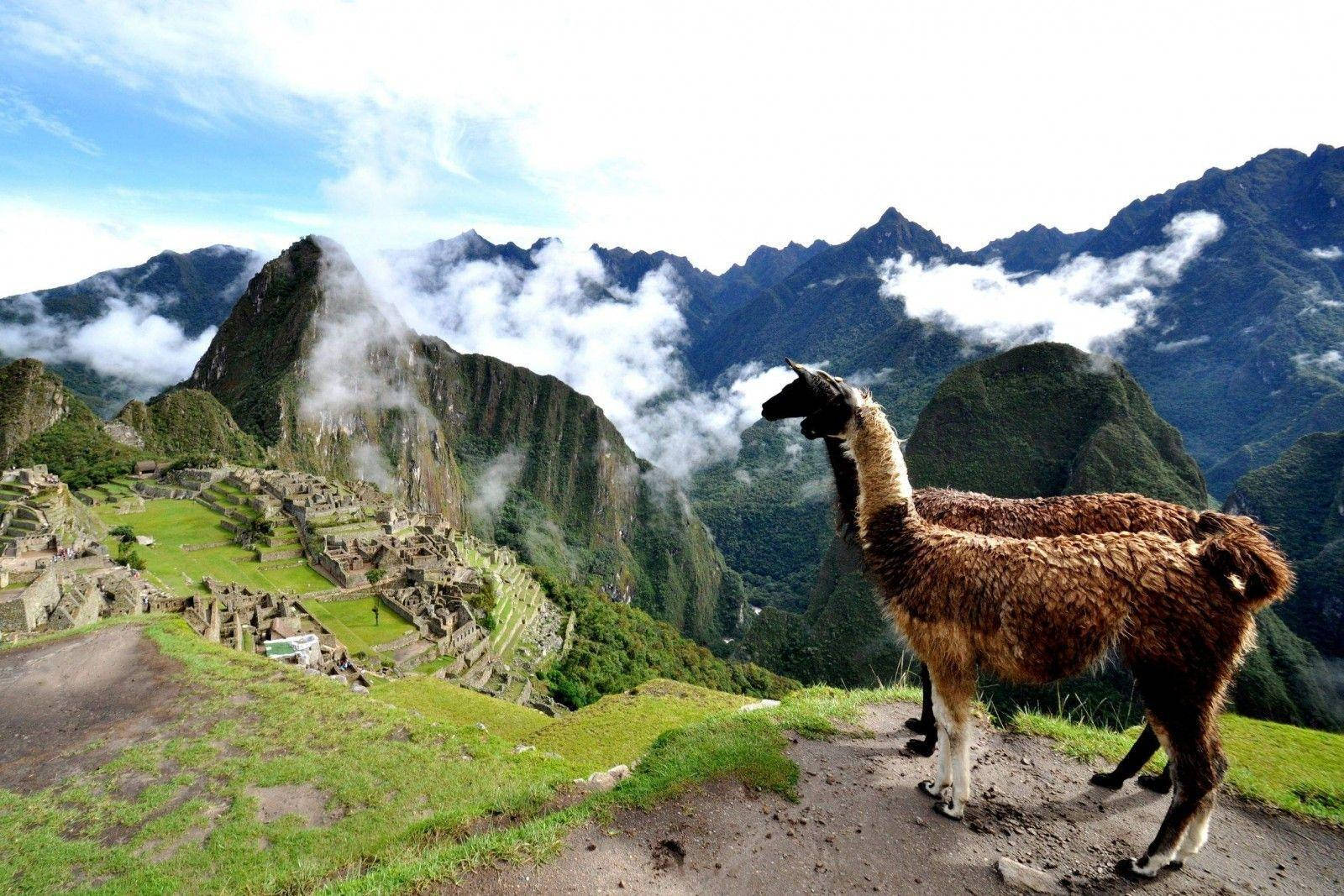 Brown Llamas In Machupicchu Peru Wallpaper