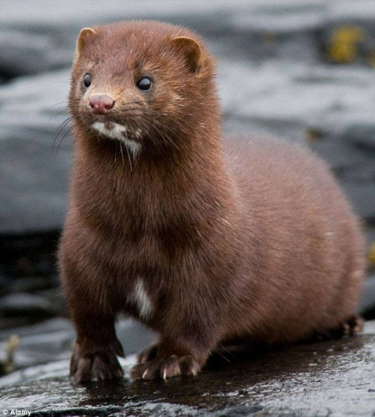 Brown Mink On The Riverside Wallpaper