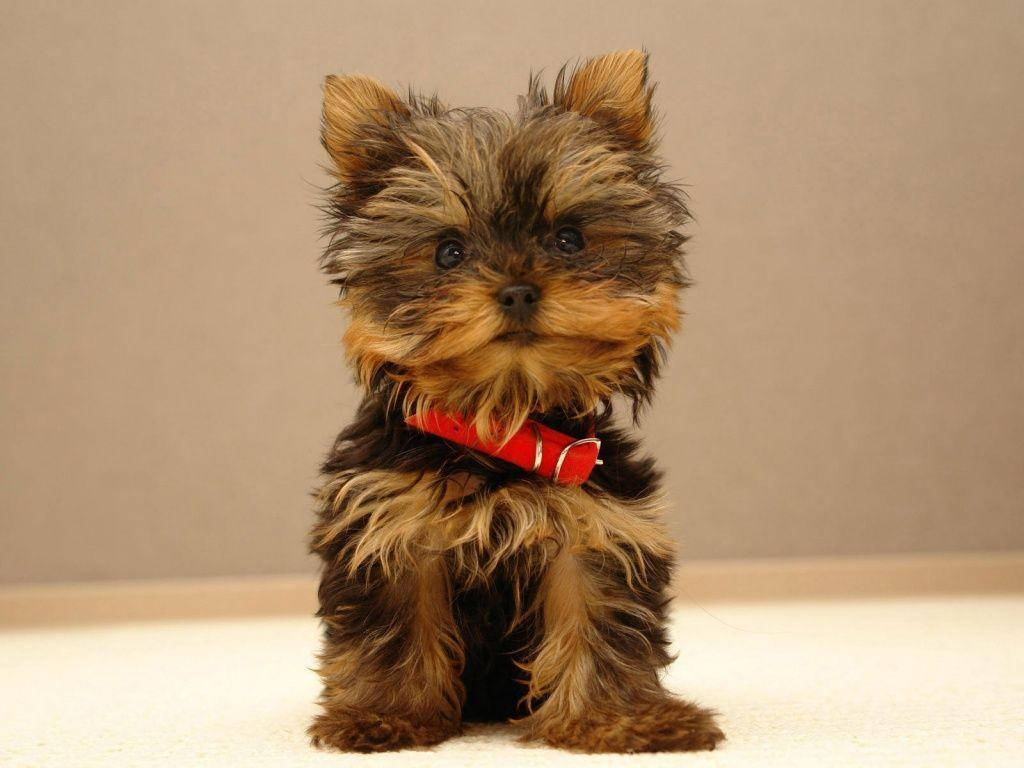 Brown Yorkshire Cute Puppy Wallpaper