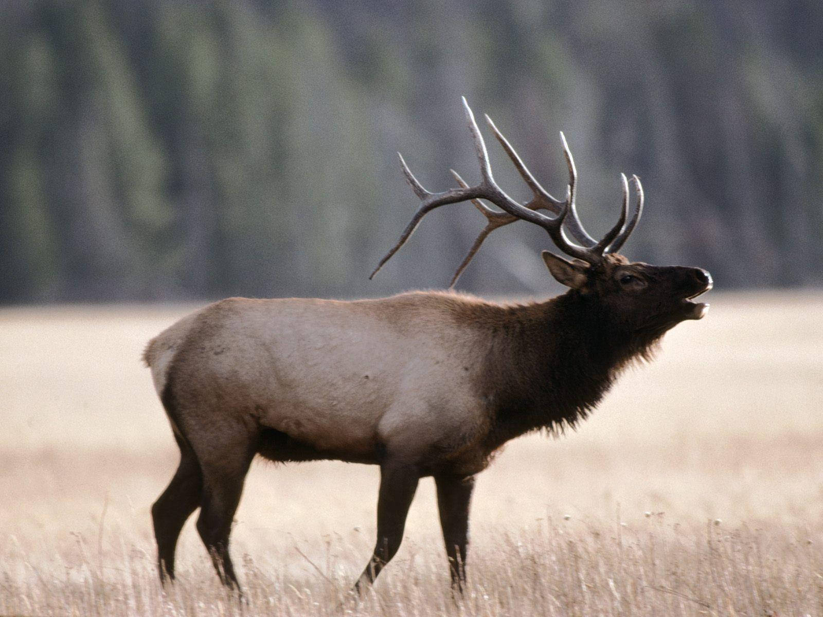 Bugling Elk Wallpaper