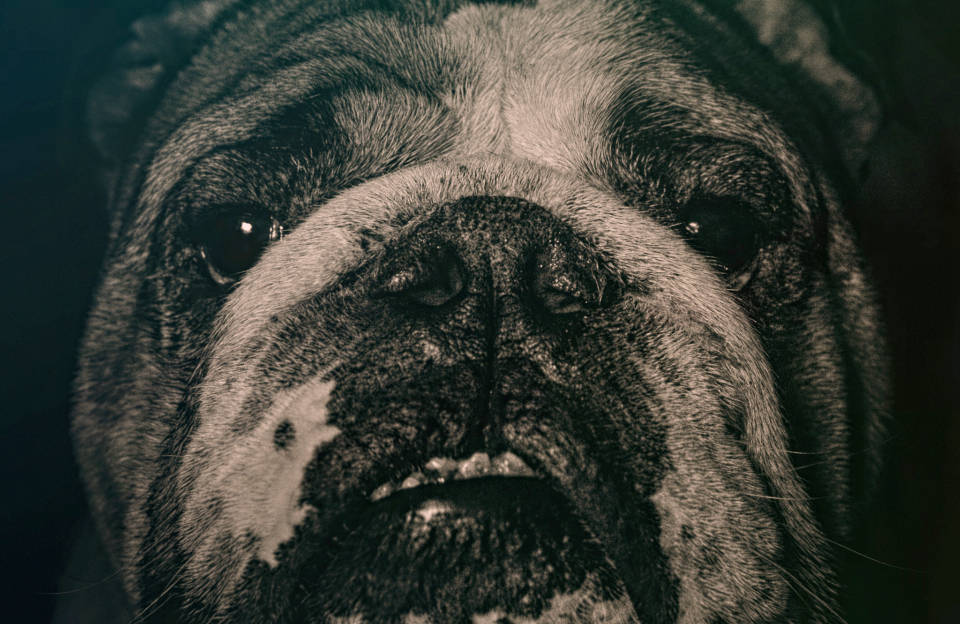 Bulldog Cute Puppy Sad Eyes Wallpaper