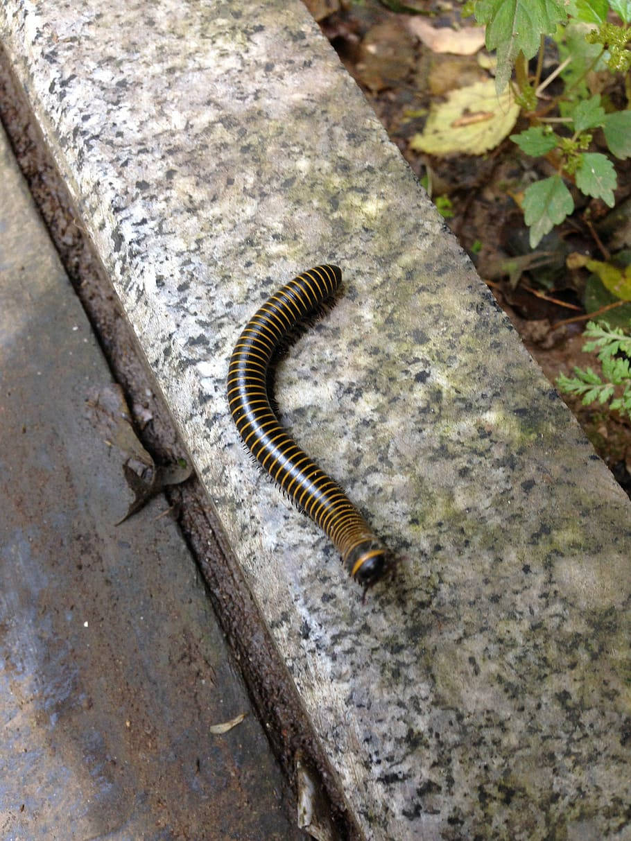 Bumblebee Millipede On A Pavement Wallpaper