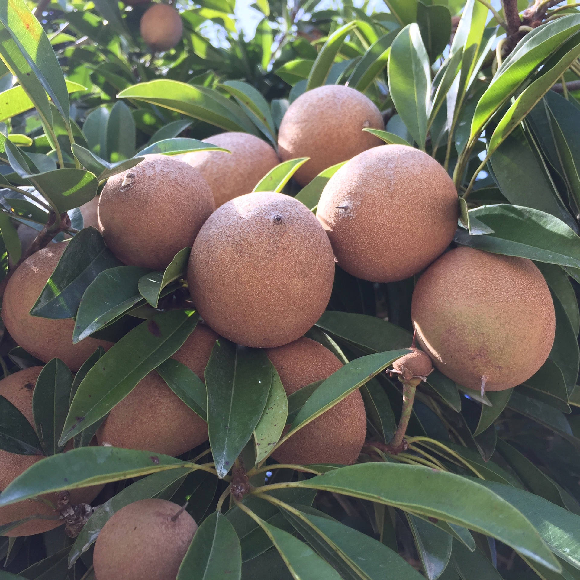 Bunch Of Sapodilla Fruits Wallpaper