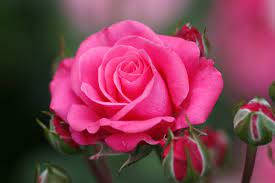 Burning Pink Rose Flowers Wallpaper