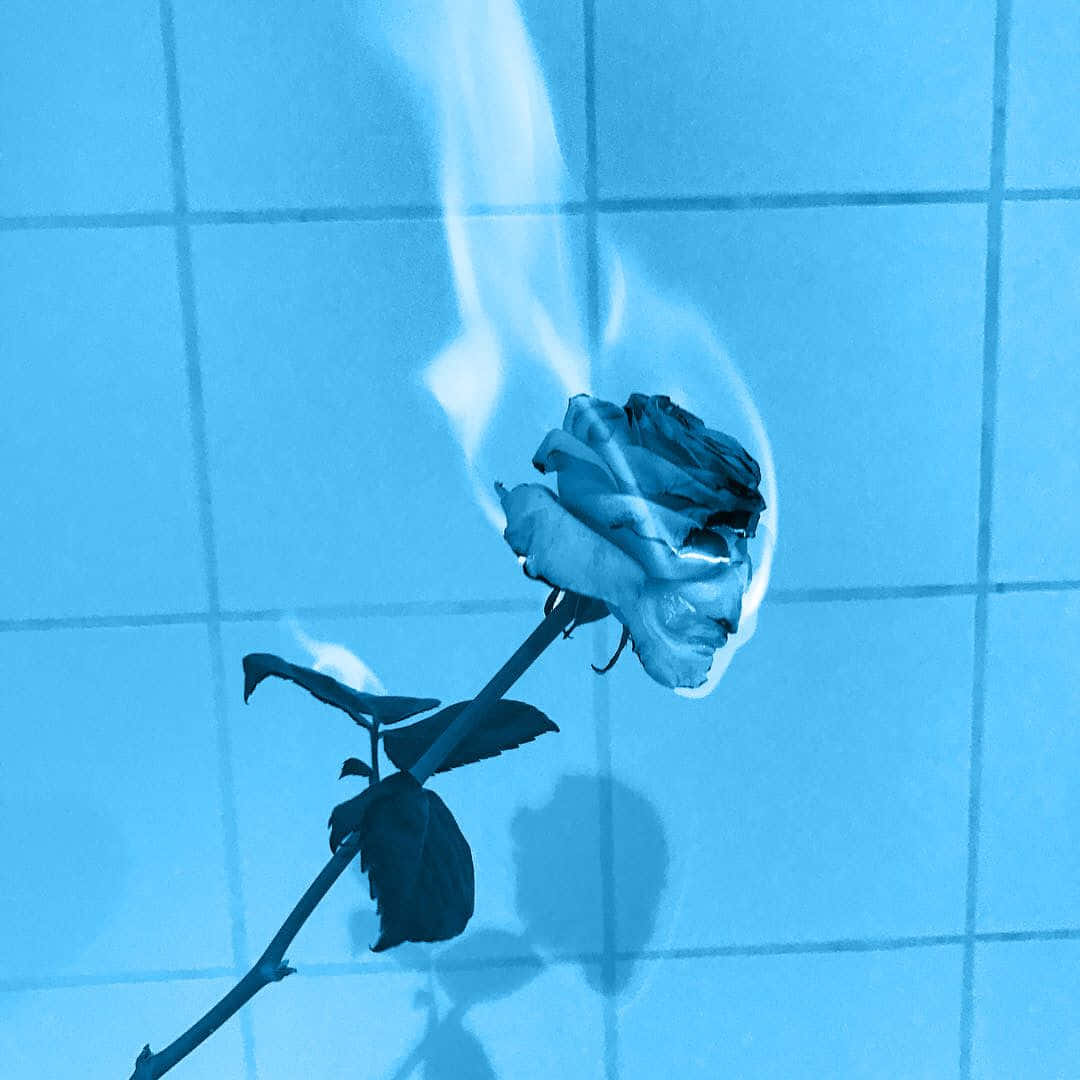Burning Rose Aesthetic Light Blue Wallpaper