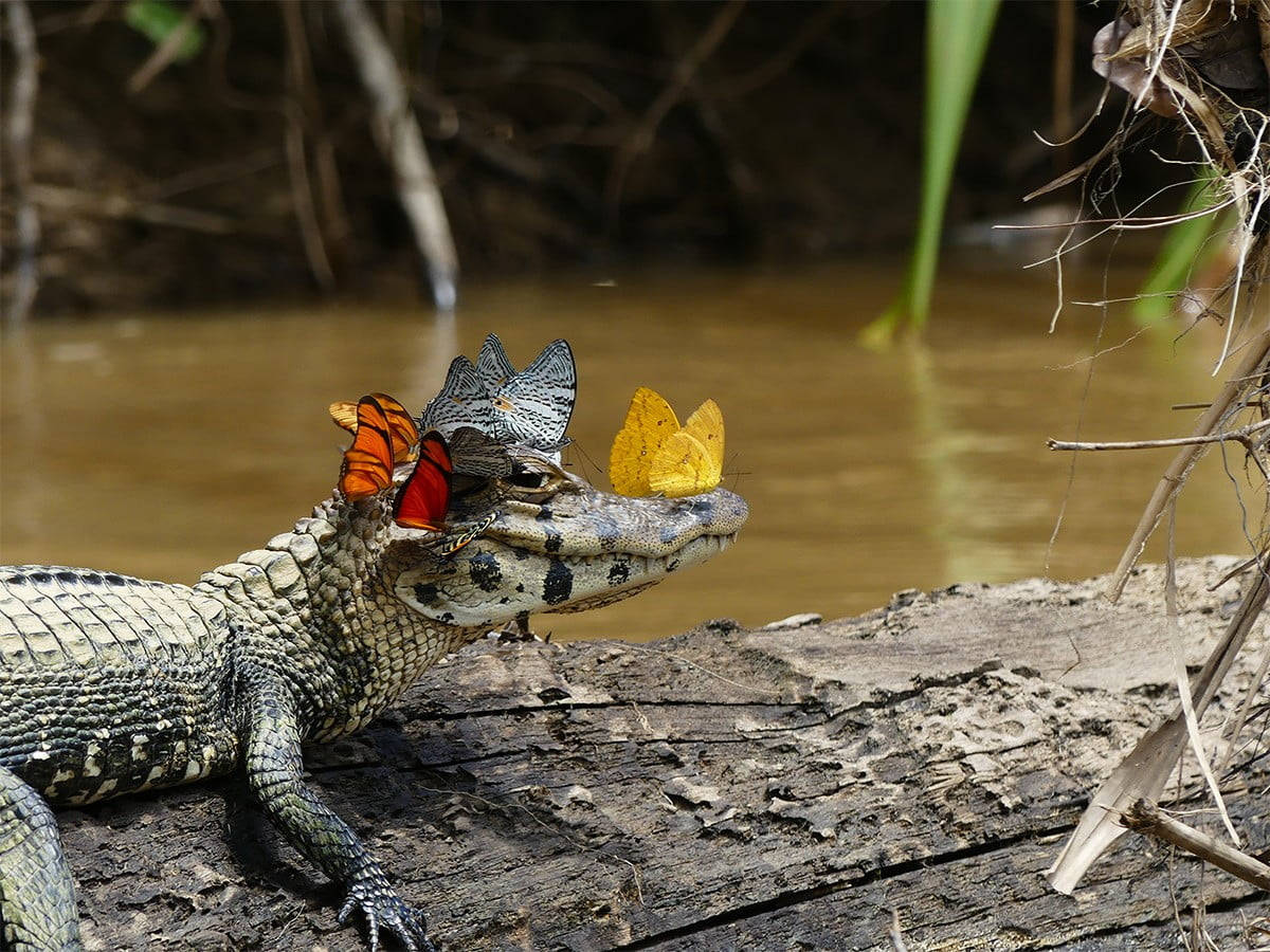 Butterflies On Caiman Wallpaper