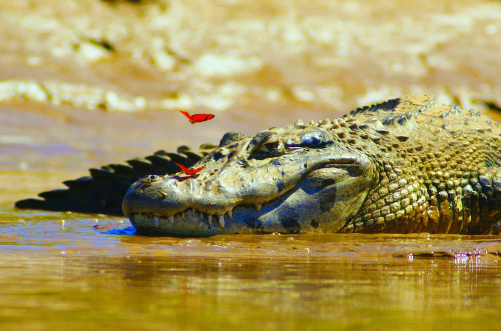 Butterflies On Caiman Wallpaper