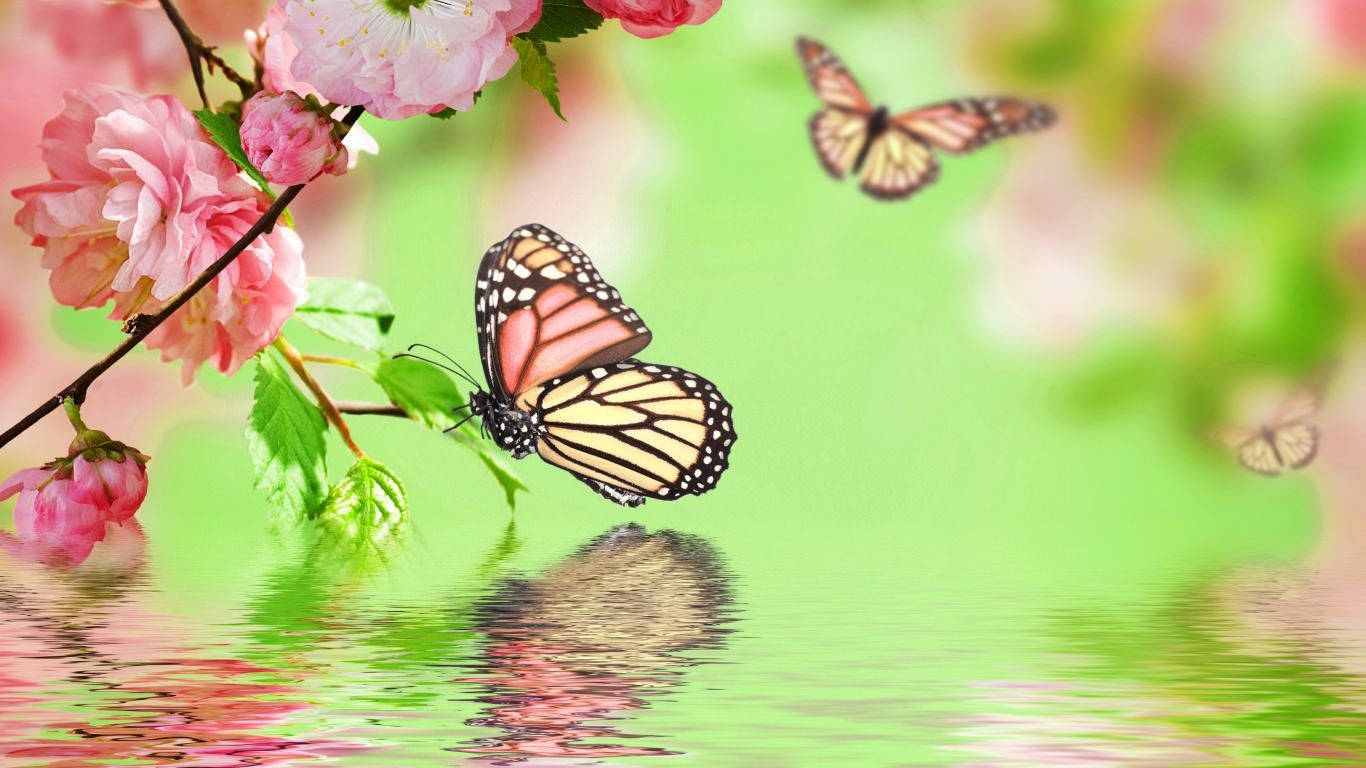 Butterfly Flowers And Water Wallpaper