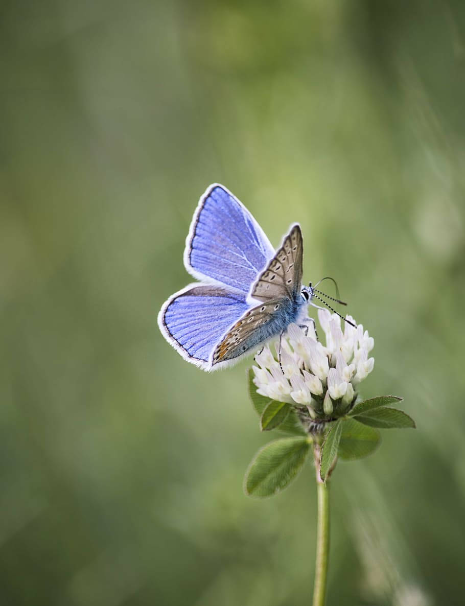 Butterfly On White Clover Flower Wallpaper