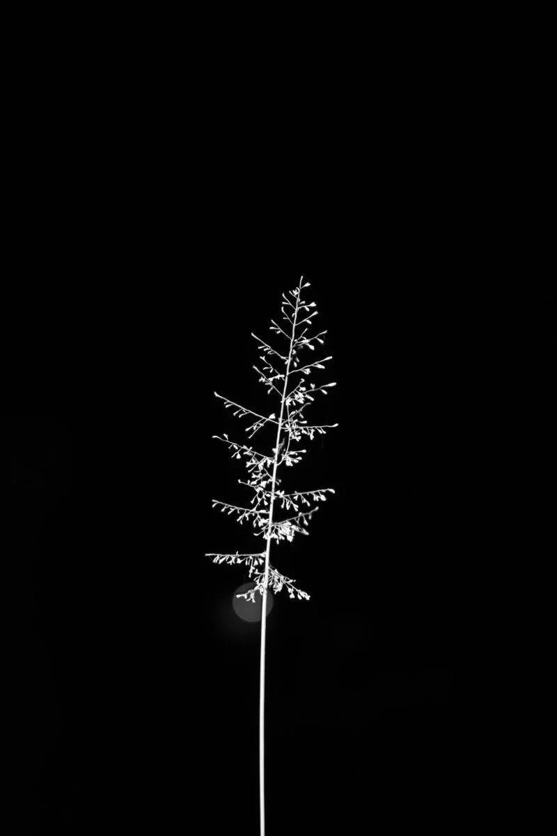 Bw Fir Leaf Iphone Dark Wallpaper