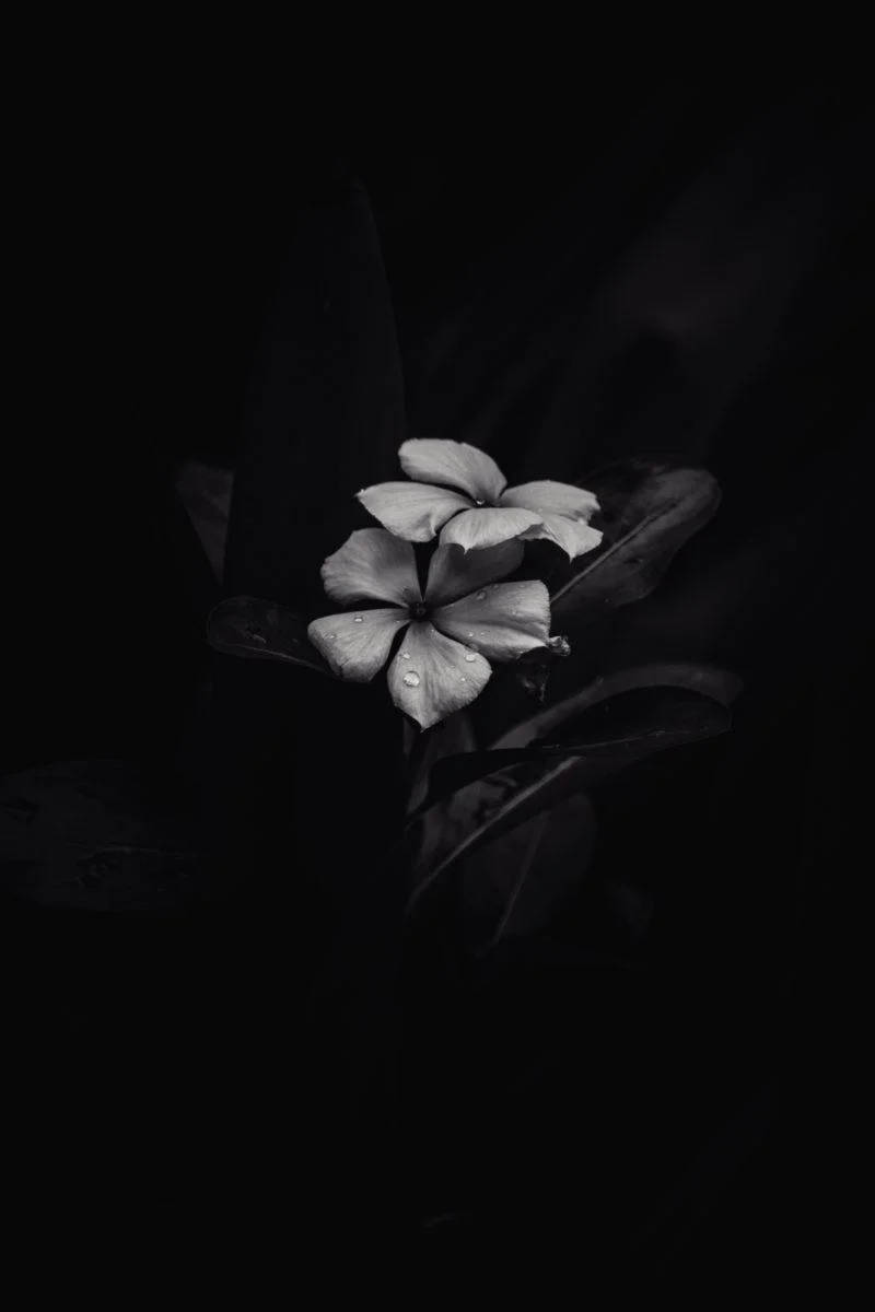 Bw Frangipani Iphone Dark Wallpaper