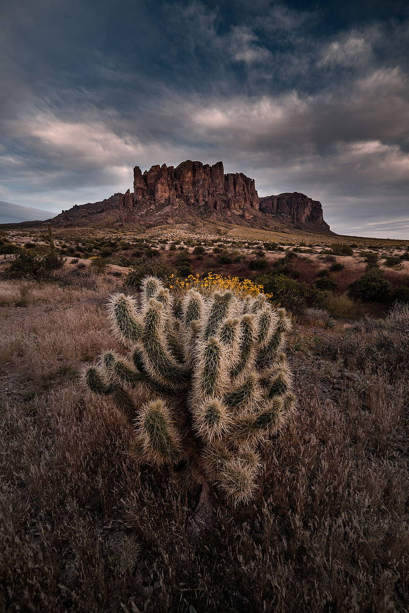 Cactus In The Desert Of Arizona Wallpaper