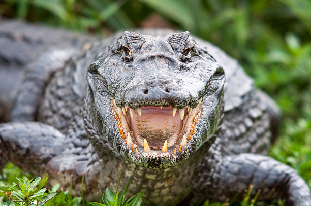 Caiman Approaching A Prey Wallpaper