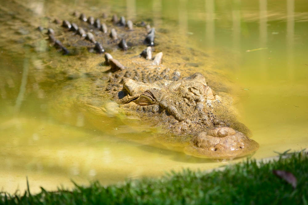 Caiman Approaching Shore Wallpaper