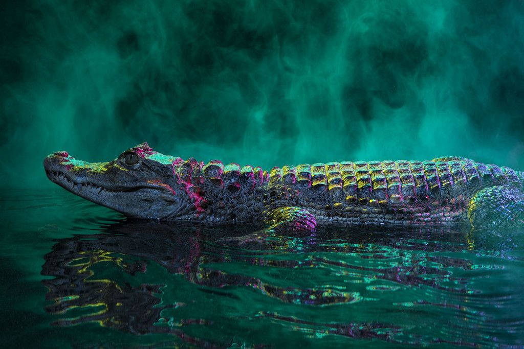 Caiman In Smoky Backdrop Wallpaper