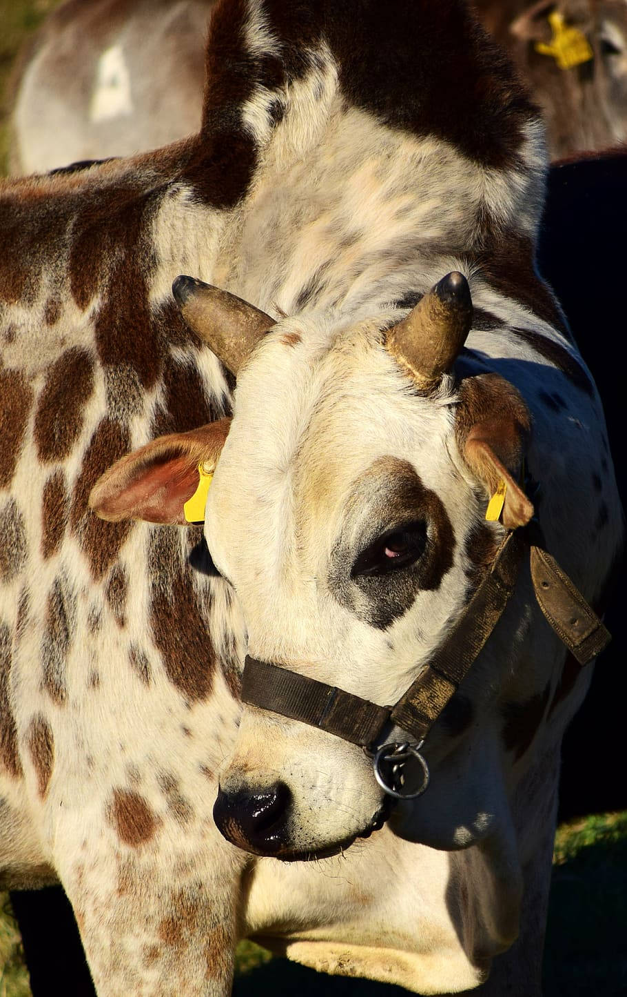 Calf Pintado Zebu Cow Wallpaper