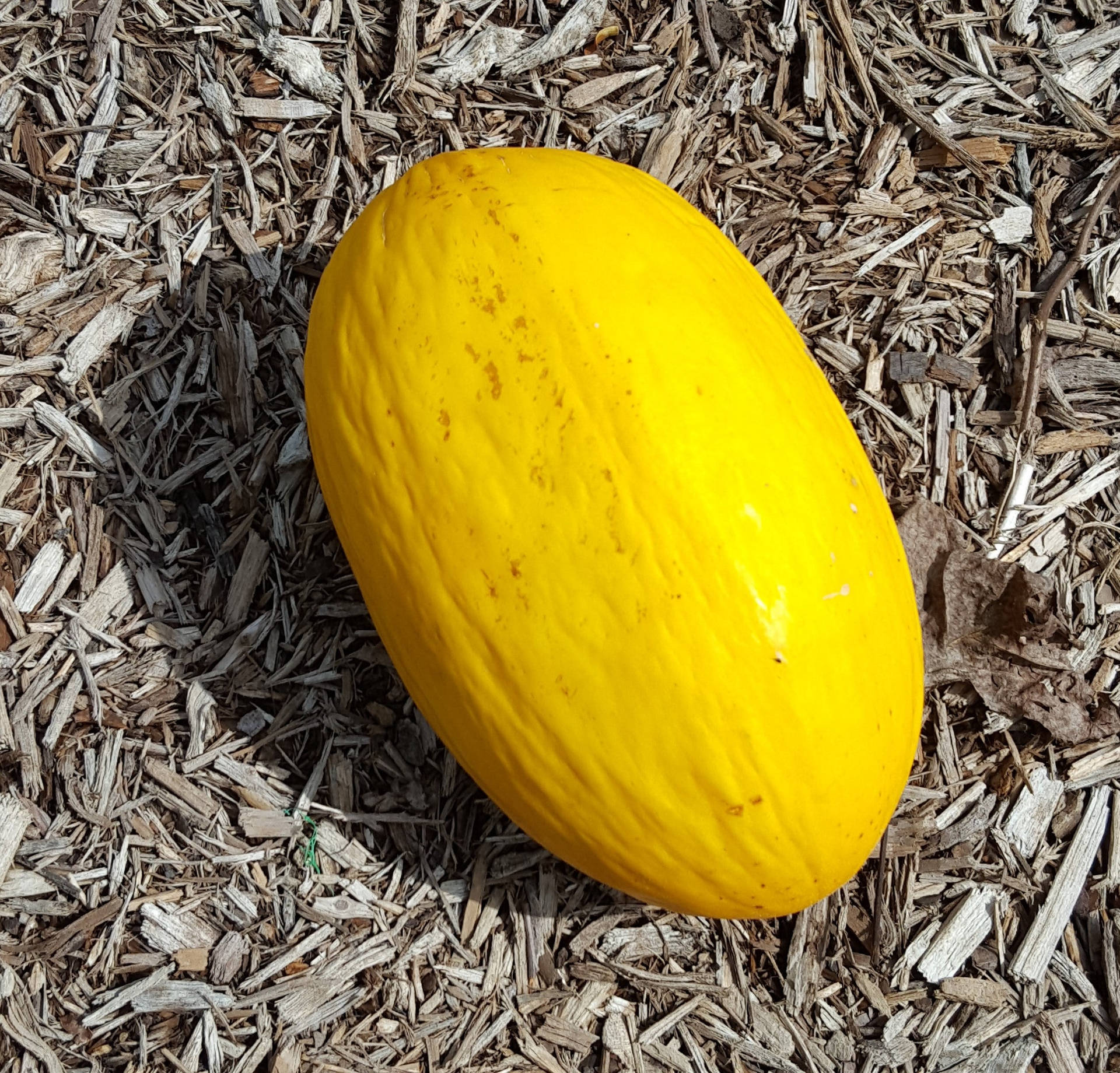 Canary Melon On The Ground Wallpaper