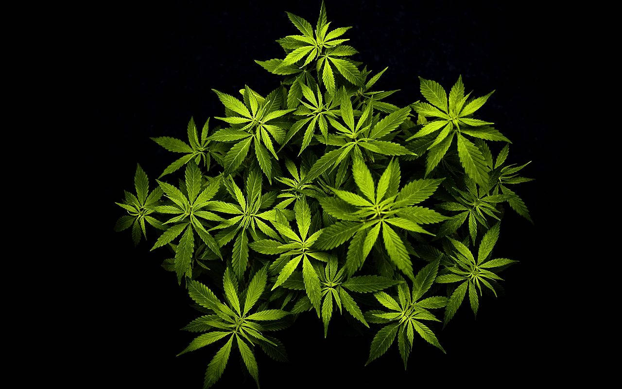 Cannabis Leaves On Dark Setting Wallpaper