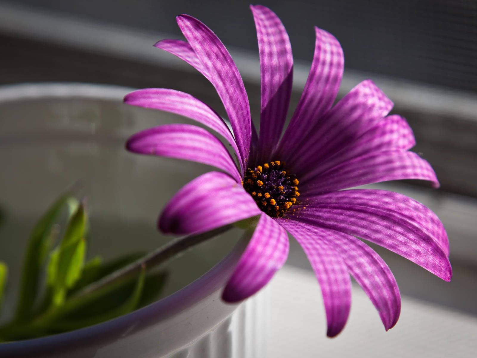 Cape Marguerite Purple Flower Shadows Wallpaper