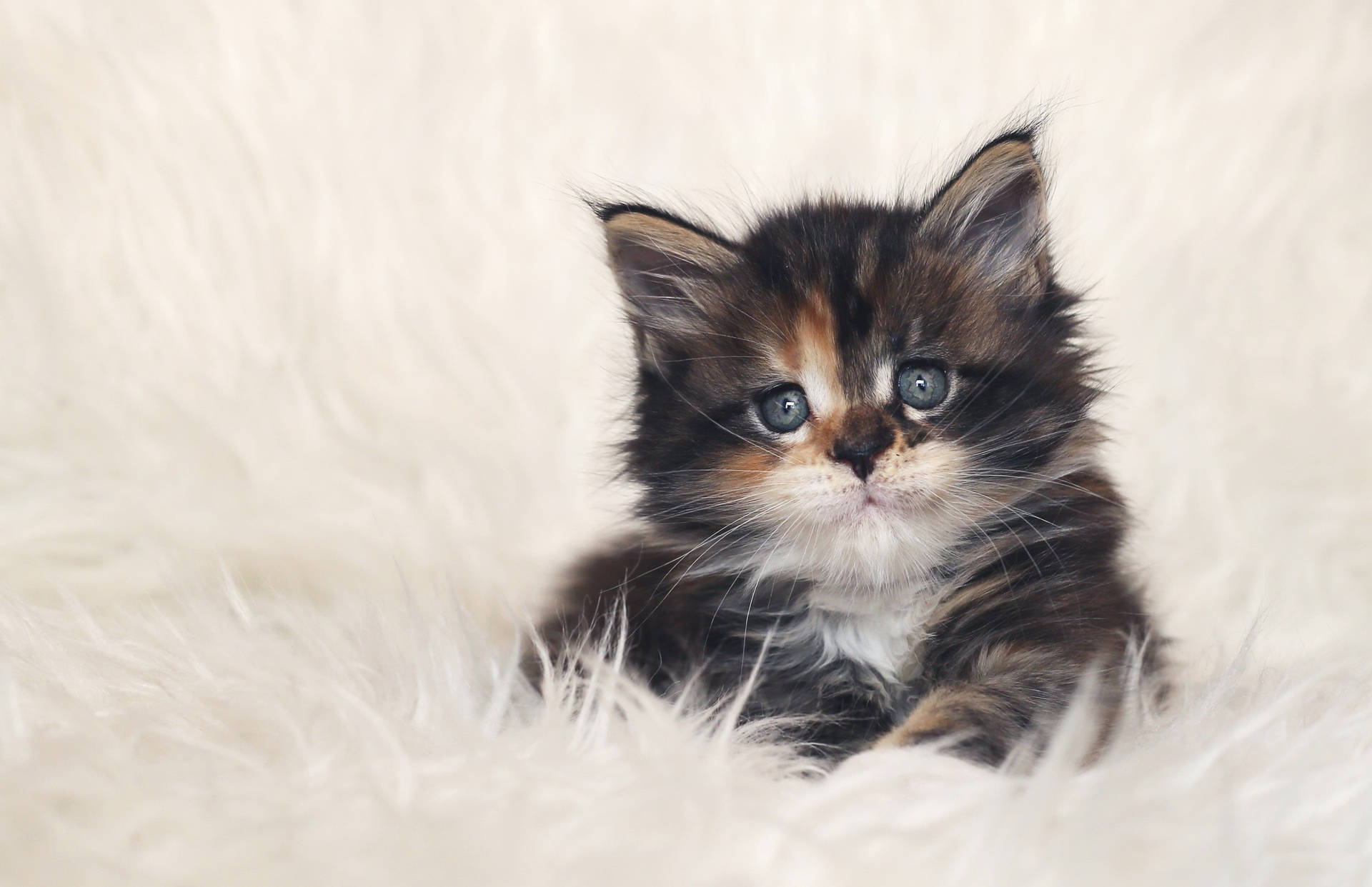 Caption: Adorable Feline In A Playful Stance Wallpaper